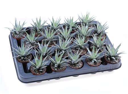 Hawortia Big Band + Bioglitter