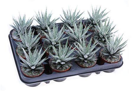 Hawortia Big Band + Bioglitter