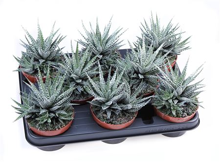 Hawortia Big Band + Bioglitter