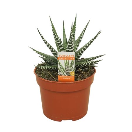 Haworthia Fasciata Big Band