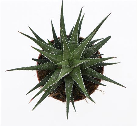 Haworthia Fasciata Big Band