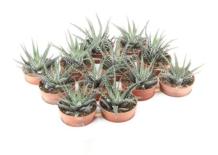 Haworthia Fasciata Big Band