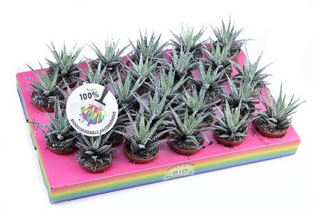 Big Band + Bioglitter