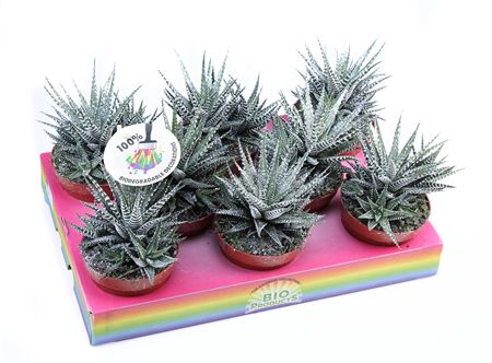 Big Band + Bioglitter