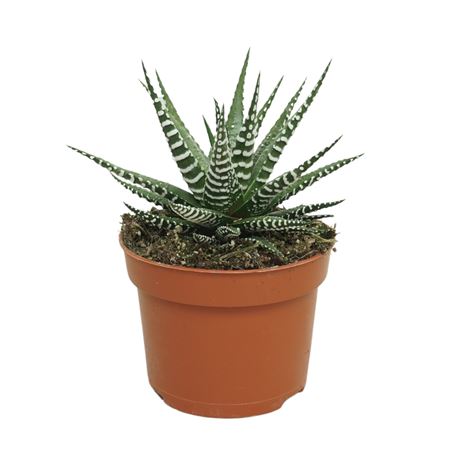 Haworthia Fasciata Big Band
