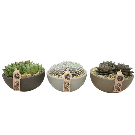 Moonschaal 18 Cm Echeveria Beplant (3 Assorti)