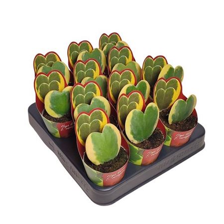 Hoya Kerrii Variegata