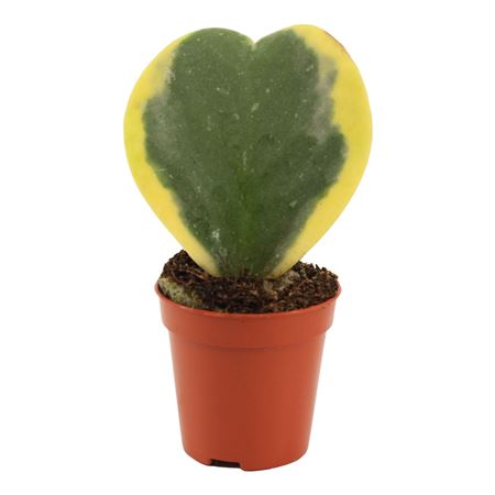 Hoya Kerrii Variegata Single