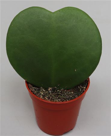 Hoya Kerrii