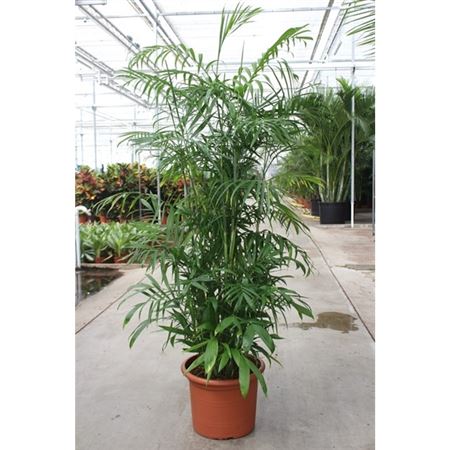 Chamaedorea Seifrizii