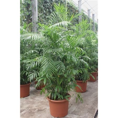 Chamaedorea Seifrizii