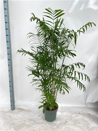Chamaedorea Seifrizii