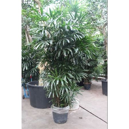 Rhapis Excelsa