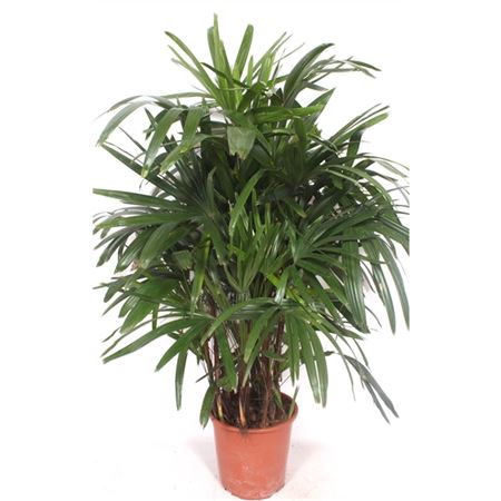 Rhapis Excelsa