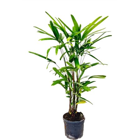 Rhapis Excelsa