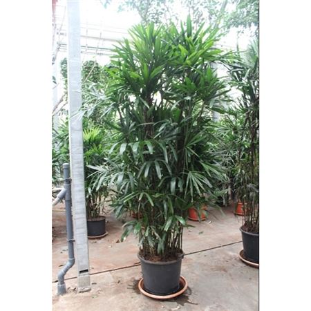 Rhapis Excelsa