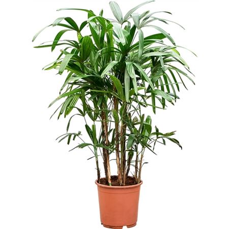 Rhapis Excelsa