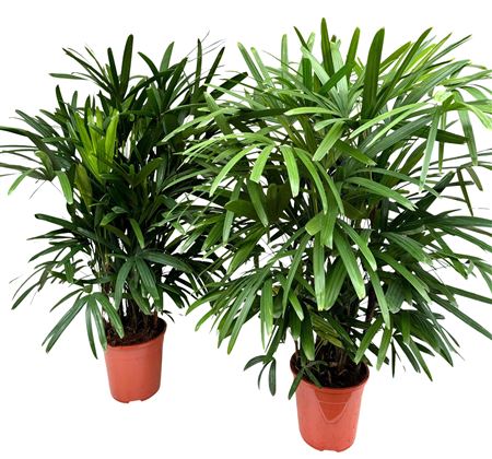 Rhapis Excelsa