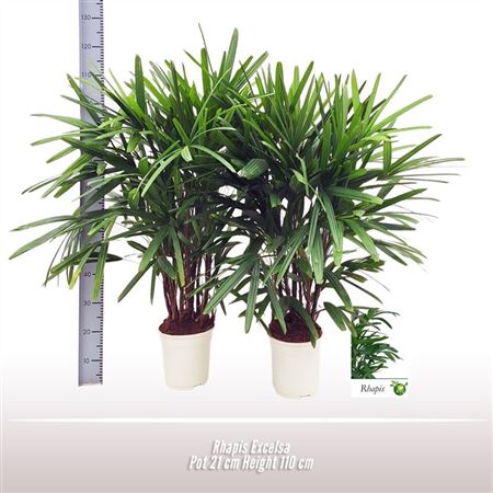 Rhapis Excelsa