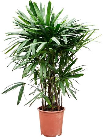 Rhapis Excelsa