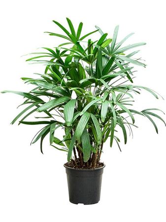 Rhapis Excelsa