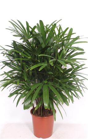 Rhapis Excelsa