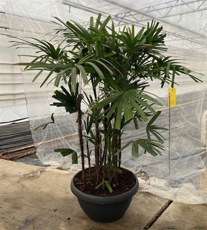 Rhapis Excelsa