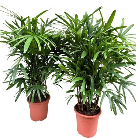 Rhapis Excelsa