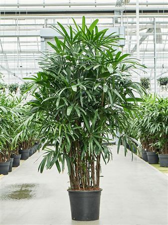 Rhapis Excelsa