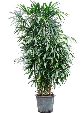 Rhapis Excelsa