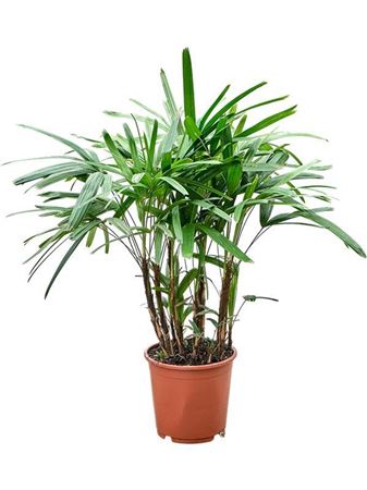Rhapis Excelsa