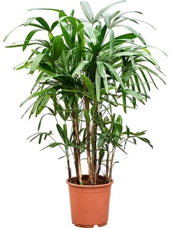 Rhapis Excelsa