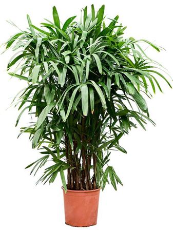 Rhapis Excelsa