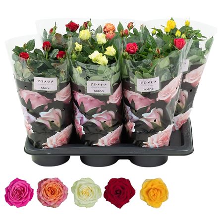 Rosa Mix
