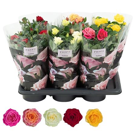 Rosa Mix