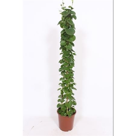 Cissus Rotundifolia Piramide