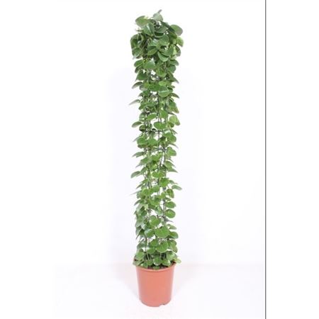 Cissus Rotundifolia Piramide