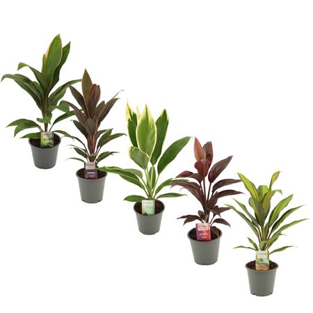 Cordyline Mix (decorum)