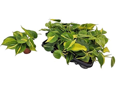 Philodendron Scandens Brasil
