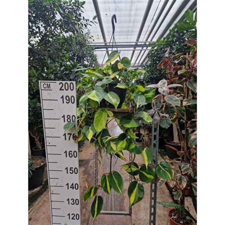 Philodendron Brazil Hangpot