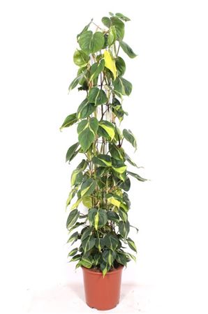 Philodendron Scandens Brasil Piramide