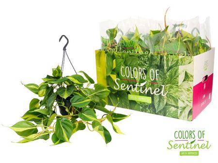 Philodendron Scandens Brasil Hang