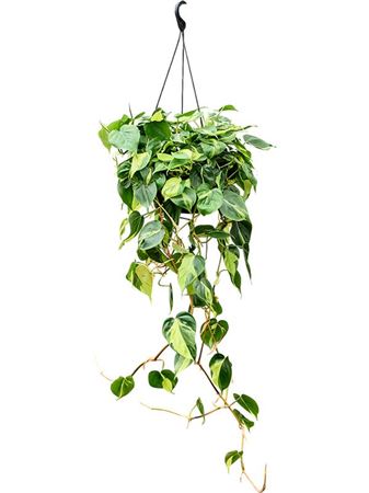 Philodendron Brasil Hangpot