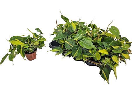 Philodendron Brasil