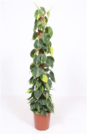 Philodendron Scandens Brasil