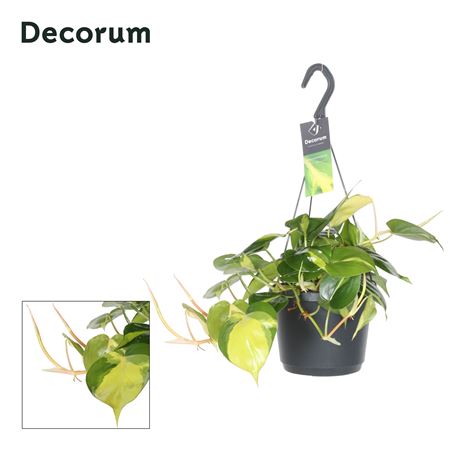 Philodendron Scandens Brasil
