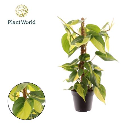Philodendron Scandens Brasil Mosstok