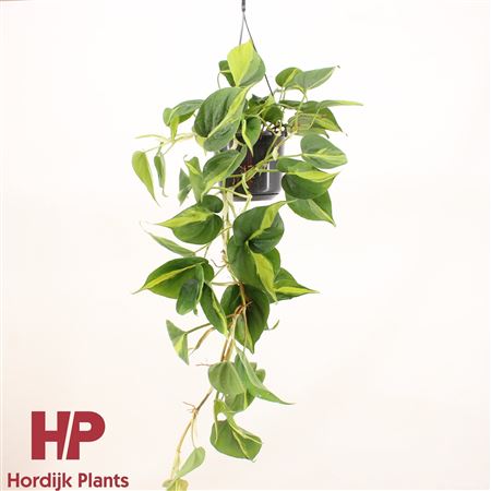 Philodendron Scandens Brasil Hanging Pot