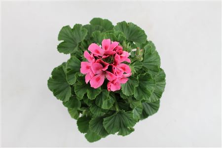 Pelargonium Grandi Regalia Pink