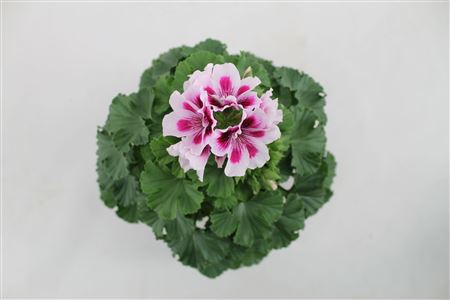 Pelargonium Grandi Regalia Lilac